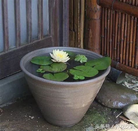 蓮花水缸風水